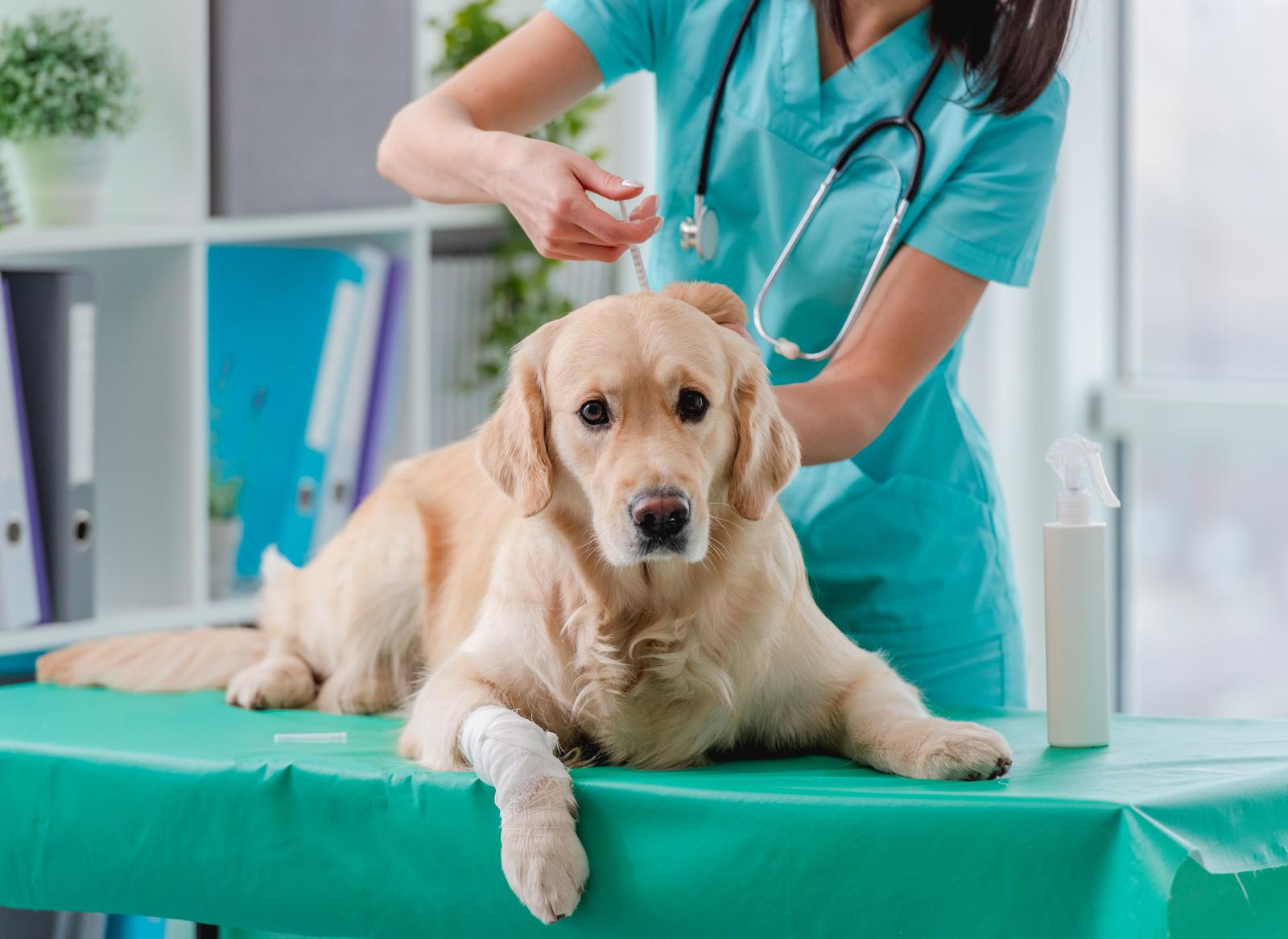 Czy mogę zabrać psa do lekarza bez książeczki zdrowotnej?