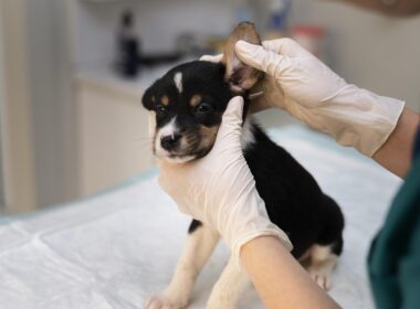 Leczenie infekcji ucha u psa?