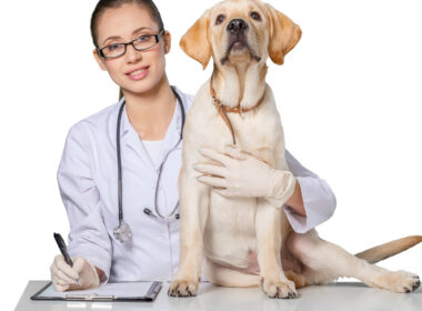 Jak często zabierać psa do weterynarza?